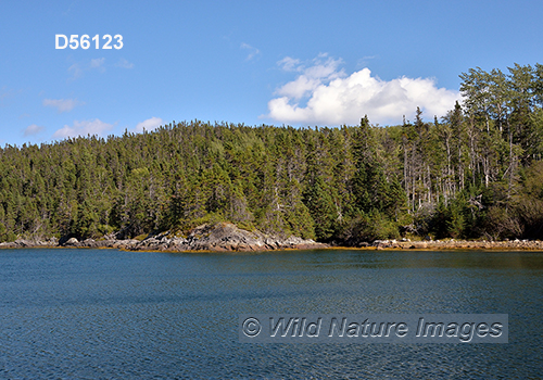 Terra Nova National Park, Newfoundland